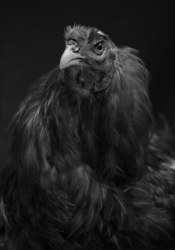 The rooster of Moscow battle breed. Series 