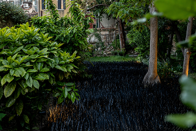  Black Grass