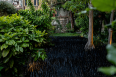  Black Grass